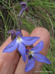 Lobelia preslii