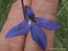 Lobelia preslii