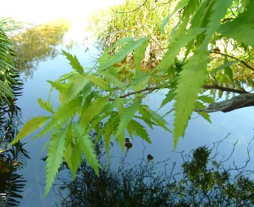Smodingium argutum