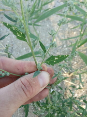 Chenopodium striatiforme