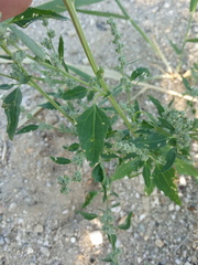 Chenopodium striatiforme