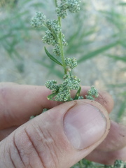 Chenopodium striatiforme
