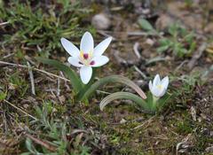 Hesperantha luticola