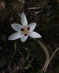 Hesperantha luticola