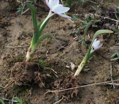 Hesperantha luticola