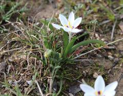 Hesperantha luticola