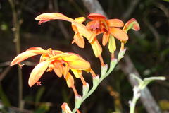 Chasmanthe aethiopica