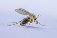 Diptera