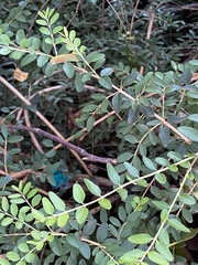 Buxus colchica