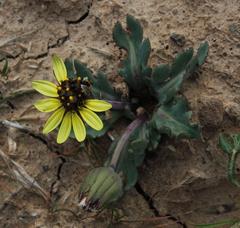 Othonna auriculifolia