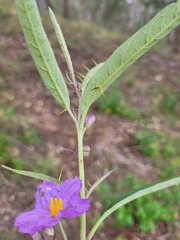 Solanum limitare