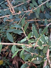 Buxus colchica