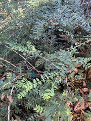 Buxus colchica