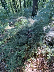 Buxus colchica