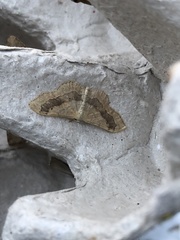 Idaea aversata