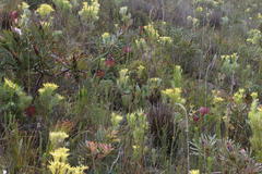Protea cordata