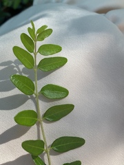 Buxus colchica