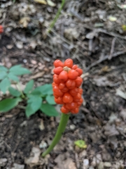 Arum besserianum