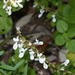 Thicket Spurflower - Photo (c) qgrobler, some rights reserved (CC BY-NC), uploaded by qgrobler
