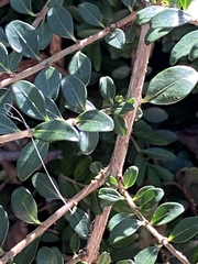 Buxus colchica