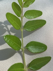 Buxus colchica