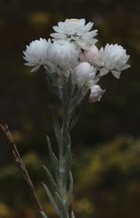 Achyranthemum paniculatum