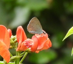 Celastrina argiolus