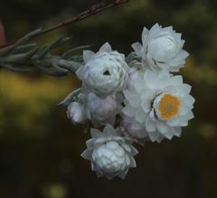 Achyranthemum paniculatum