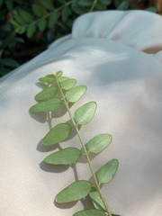 Buxus colchica
