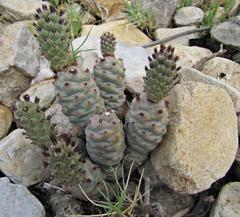 Tephrocactus articulatus