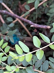 Buxus colchica