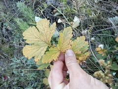Filipendula stepposa