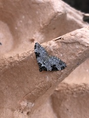 Xanthorhoe fluctuata