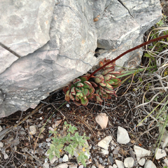 Echeveria nodulosa