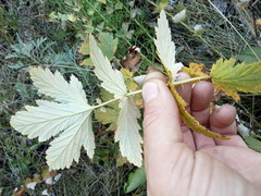 Filipendula stepposa