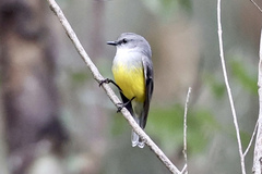 Eopsaltria griseogularis