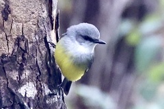 Eopsaltria griseogularis