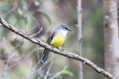 Eopsaltria griseogularis