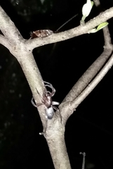 Hypodrassodes maoricus