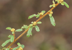 Asterolasia asteriscophora albiflora