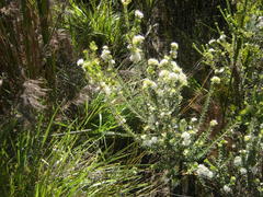 Agathosma planifolia