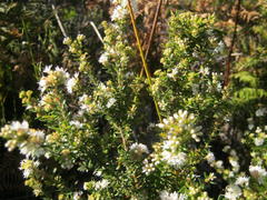 Agathosma planifolia