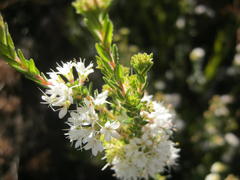 Agathosma planifolia