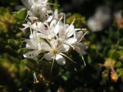 Agathosma planifolia