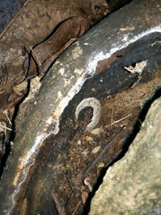 Meghimatium pictum