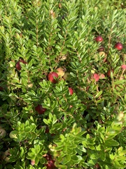 Vaccinium macrocarpon