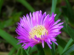 Carpobrotus glaucescens