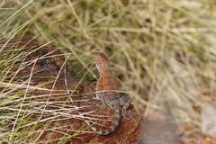 Ctenophorus caudicinctus
