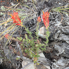 Castilleja auriculata