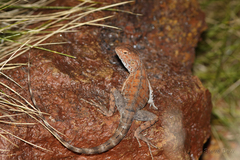 Ctenophorus caudicinctus